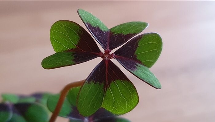 Ignoranz verhindert schnelles Ende der Corona-Pandemie